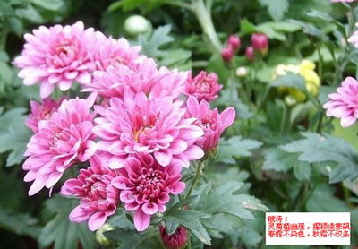 斗法修仙传最新图片