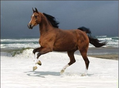 傲视天地最新图片