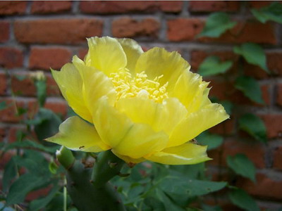 开心果最新图片