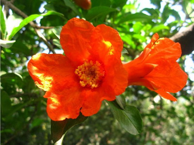 开心果最新图片