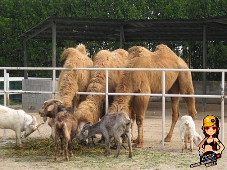 QQ飞车最新图片
