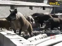 DNF视频-谁才是真野猪王 诺伊佩拉VS痛苦之村