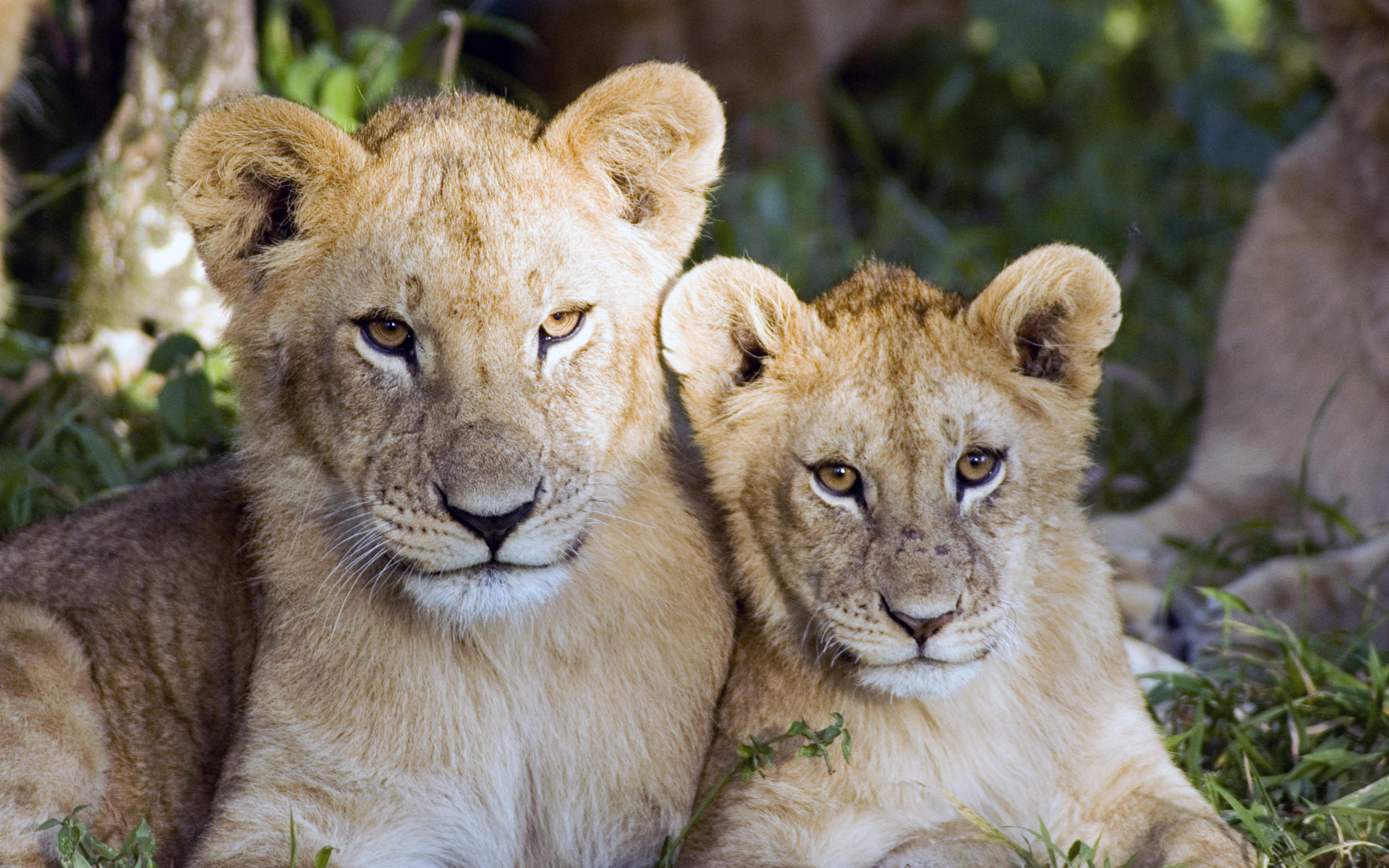 星辰变项目组故事：各位大大电脑桌面展示