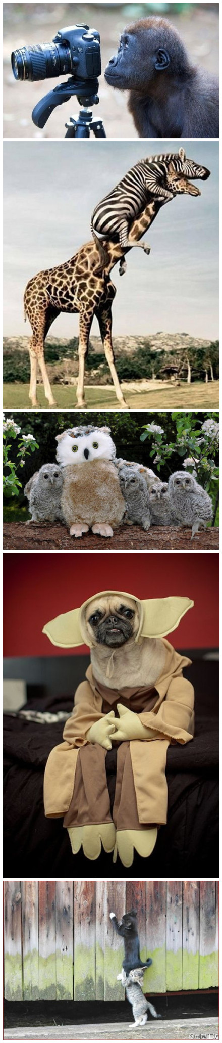  青年1106，一大早就收到了孤老终身的噩耗。