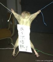 爆笑gif版：敌方队伍与我方队伍的差别