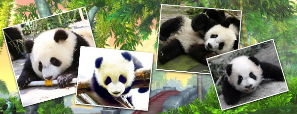 熊猫“名”之谜——熊猫宝宝全民征名活动