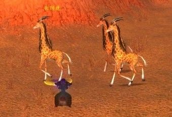 宠物对战:斑纹长颈鹿 最高大的小宠物获取方式