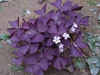 植物学大师手记 佛罗伦娜的草药学笔记（下）