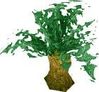 植物学大师手记 佛罗伦娜的草药学笔记（下）