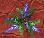 植物学大师手记 佛罗伦娜的草药学笔记（下）