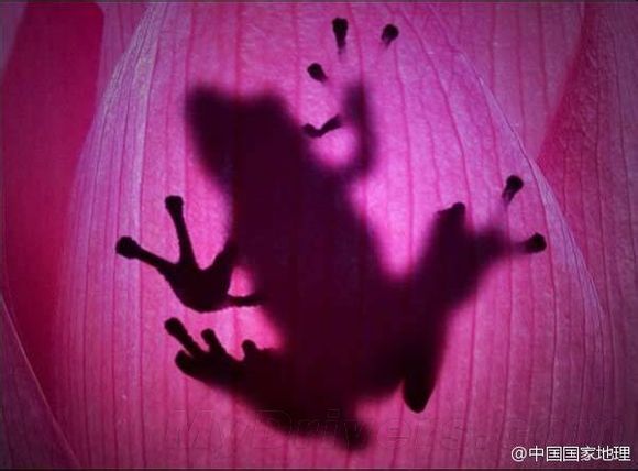 《荷花上的“逆袭”》