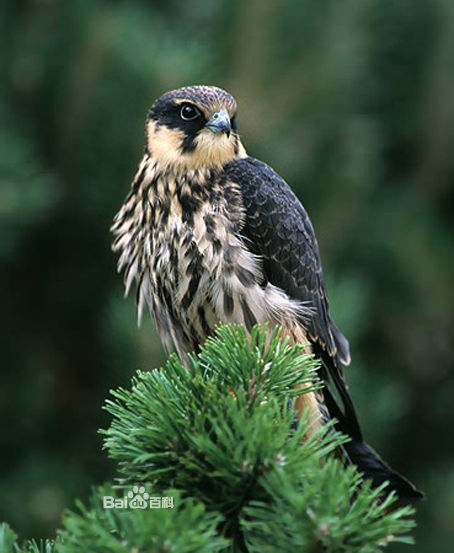 有多少人不会读 丐帮宠物【隼】大百科