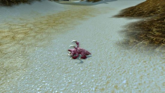 宠物之王大赛神秘宠物揭晓