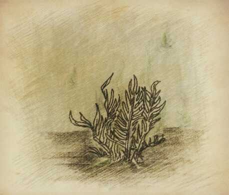 佛罗伦娜的艾泽拉斯草药学笔记外域篇之噩梦藤