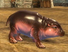 gw2-mini-hippo-calf-2