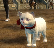 gw2-mini-white-kitten-gemstore-3