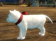 gw2-mini-white-kitten-gemstore-2