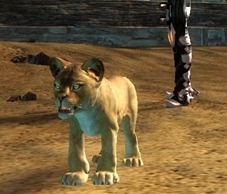 gw2-mini-lion-cub-pet1