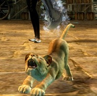 gw2-mini-lion-cub-pet-3