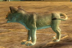 gw2-mini-lion-cub-pet-2