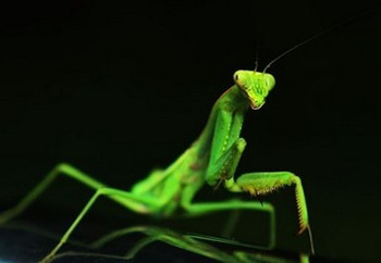 玩家杂谈：英雄联盟4.4版本打野排行榜