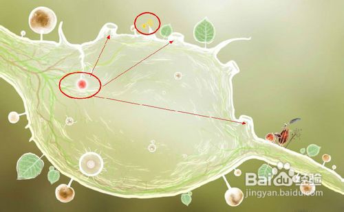 植物精灵第二关怎么过 植物精灵精灵第二关图文攻略