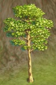 印度轻木树