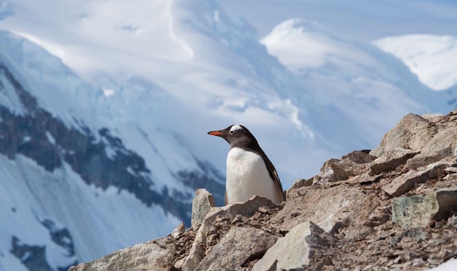 CODOL对腾讯意味着什么?庞大帝国的基石 CODOL对腾讯意味着什么?庞大帝国的基石
