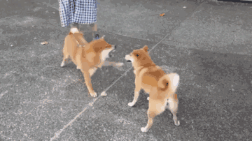 诺诺来自异世界攻略 装备系统介绍 装备有哪些特色