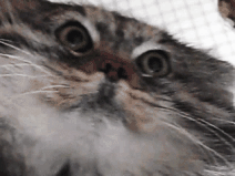 影之诗攻略 新手基础入坑指南Q&A