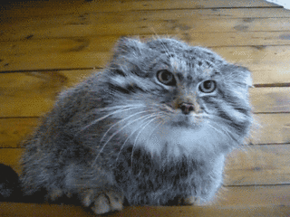 仙境传说RO手游攻略 酉之小鸡在哪打？酉之小鸡掉落什么东西？