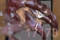 腐肉蝎