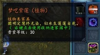 紫莲.jpg