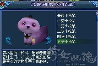 居家旅行泡妞必备：天然萌系灵兽小松鼠